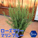 【P2倍★マラソン期間中】マリンブルー ローズマリーの苗【ハーブの苗 6号プラスチック鉢(黒鉢6号) /1個売り】ローズマリーの苗 苗木 マリンブルー 苗 he...