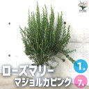 ローズマリー マジョルカピンク【ハーブの苗 7号鉢／1個売り】ローズマリーの苗 herb ハーブ ハーブ苗 ガーデニング 家庭菜園