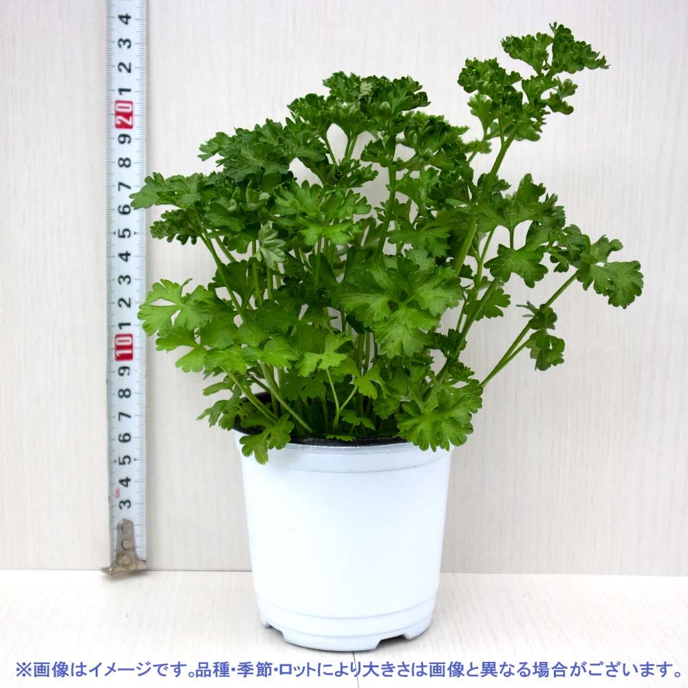 ハーブ苗 ハーブの苗 料理 ハーブティー ガーデニング 家庭菜園 簡単栽培 ベランダ菜園 鉢植え 庭植え 寄植え プランター 香り 防虫 育てやすい 10 5cm あす楽 2個セット 愛用 根張り 選別が良いので パセリ 大きさ 生育簡単で初心者にもオススメのハーブシリーズです
