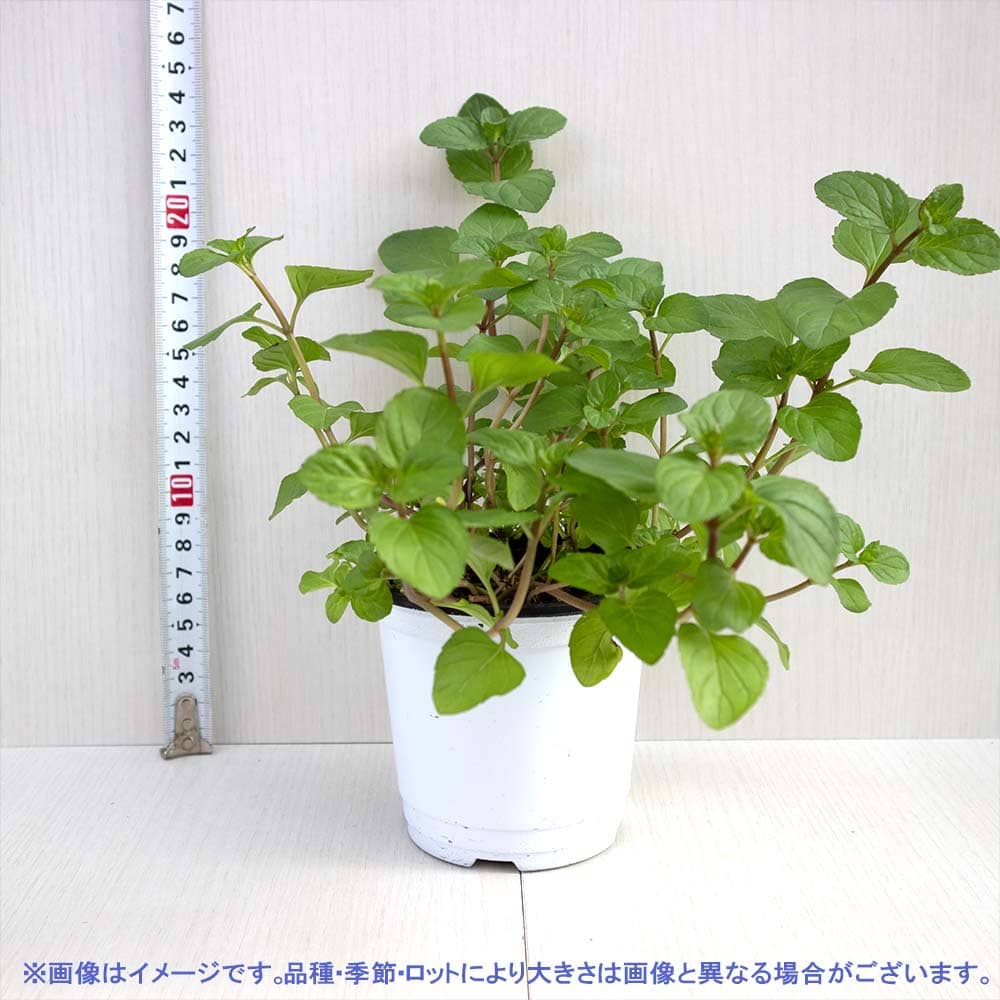 【送料無料】オレンジミント 10.5cm おうちで簡単！育てやすい10.5cmポットハーブ...