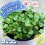 【送料無料】クレソン 【ハーブの苗 10.5cm /お買い得2個セット】【おうちで簡単!育てやすい10.5cmポットハーブ苗シリーズ!】根張り・大きさ・選別が良いので、育てやすい!初心者にもオススメのハーブシリーズです!ガーデニングや家庭菜園に! 2,980円