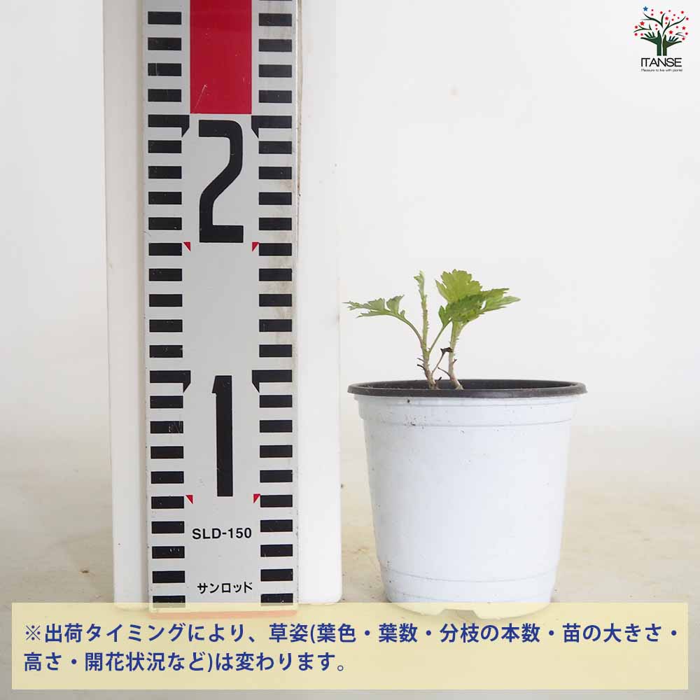 【送料無料】リュウキュウヨモギ (琉球よもぎ) ハーブの苗 10.5cm鉢 ハママーチ ニ...