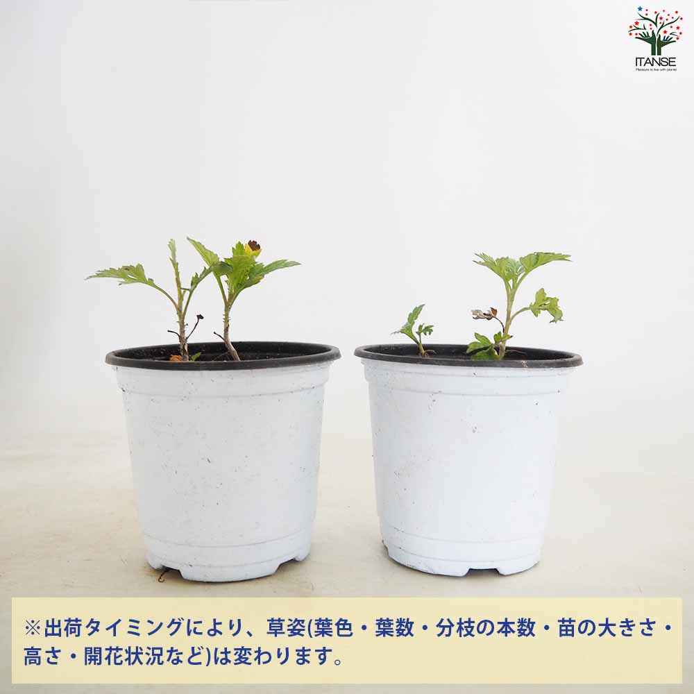 【送料無料】リュウキュウヨモギ (琉球よもぎ) ハーブの苗 10.5cm鉢 ハママーチ ニ...