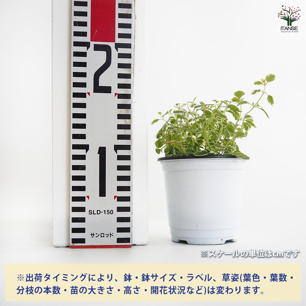 【送料無料】 オレガノ バリエガータ 【 ハーブの苗 3.5号 】 花オレガノ ガクの保...