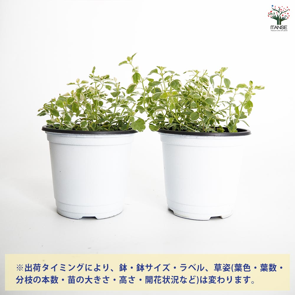 【送料無料】 オレガノ バリエガータ 【 ハーブの苗 3.5号 】 花オレガノ ガクの保...