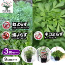 【P2倍★マラソン中】 蚊よらず ネコよらず アリよらず 3号ポット 忌避ハーブ 忌避 ハーブ 虫除けハーブ 虫よけ 蚊よけ 虫除けに効く 猫除け 苗 送料無料 即納 翌日配送