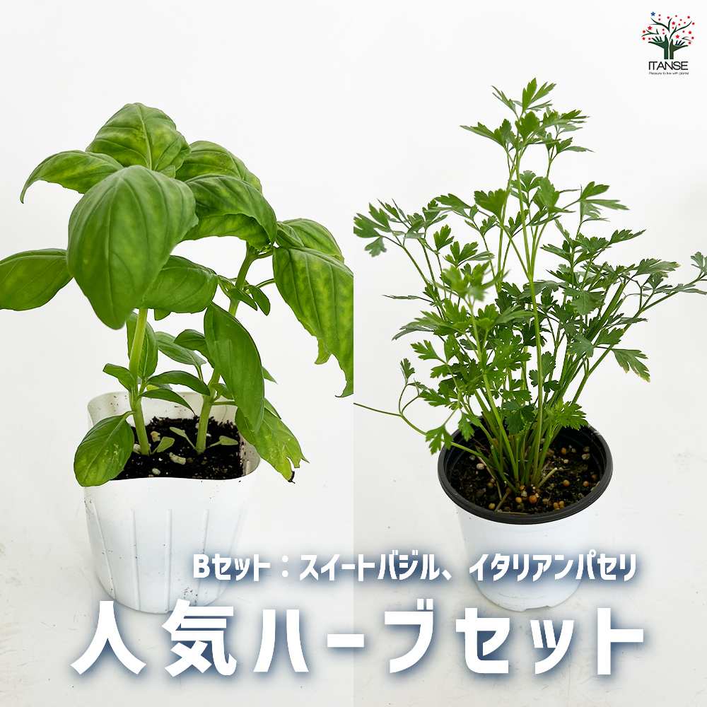 楽天市場】スイートバジル 苗の通販