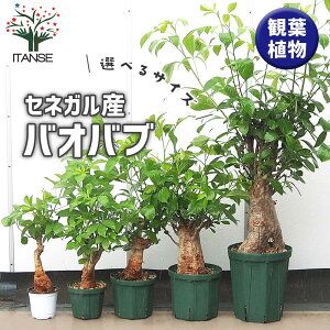 【送料無料】バオバブ セネガル産 【 観葉植物 なし 】 観葉植物 バオバブ 逆さの木 さかさまの木 アオイ科 バオバブ属 インテリアグリーン