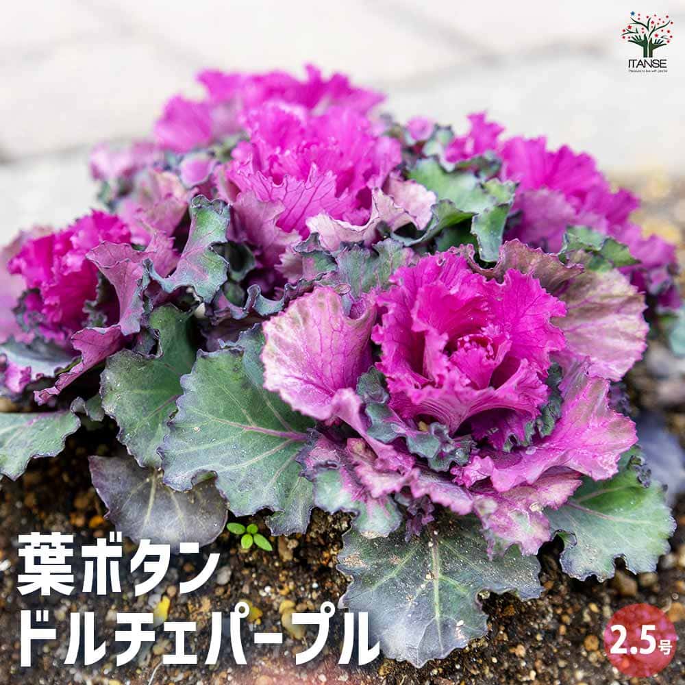 【送料無料】 葉ボタン ドルチェパープル 【 花苗 2.5号 】 ハボタンの苗 葉牡丹 葉ボタン 葉ボタンの苗 添え物 お正月 ガーデニング ギフト プレゼント