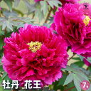 【ポイント2倍★マラソン期間】牡丹 花王 【 花苗 7号/1個売り 】 花の王 お花の苗 花 生け花 切花 切り花 花木 庭木 庭 庭園 室内 鉢植え 育てやす...