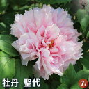 【送料無料】牡丹 聖代 【 花苗 7号/1個売り 】 花の王 お花の苗 花 生け花 切花 切り花 花木 庭木 庭 庭園 室内 鉢植え 育てやすい 寄せ植え ガー...