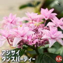【送料無料】アジサイ ダンスパーティー 【 花木苗 3.5号 】 あじさい苗 あじさい アジサイ苗 アジサイの苗 紫陽花