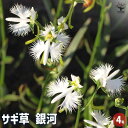 【送料無料】サギ草 銀河 【 花苗 4号 】 お花の苗 花 生け花 切花 切り花 花木 庭木 庭 庭園 室内 鉢植え 育てやすい