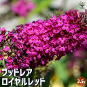 【送料無料】ブッドレア ロイヤルレッド 【 花苗 3.5号 】 花苗 花の苗 ブッドレア ブットレア 鉢植え 地植え お祝い 育て方 育てやすい