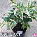 【送料無料】万両 斑入り葉 【 花木苗 5号 】 万両苗 万両の苗 縁起木 縁起物 庭木 植木 花木 正月 観賞用 観賞価値 実がなる