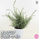 【送料無料】オレアリア シルバーナイト 【 花木苗 2.5号 】 花苗 花の苗 カラーリーフ リーフプランツ オレアリア リーフプランツ