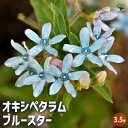 【送料無料】オキシペタラム ブルースター 【 花苗 3.5号 】 ルリトウワタ 瑠璃唐綿 Oxypetalum シルバーリーフ 花苗 お花の苗 花 生け花 切花...