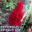 【送料無料】ケイトウ(セロシア) スマートルック レッド 【 花苗 3号 】 お花の苗 花 生け花 切花 切り花 花木 庭木 庭 庭園 室内 鉢植え 育てやすい