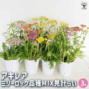 【SS期間全品10%OFF】アキレア ミリーロック品種MIX見計らい 【 花苗 3号 】 お花の苗 花 生け花 切花 切り花 花木 庭木 庭 庭園 室内 鉢植え 育てやすい