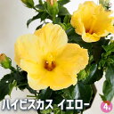 【送料無料】ハイビスカス イエロー 【 花木苗 4号/1個売り 】 ハワイアン Hibiscus アロハ アロアロ 仏桑花 熱帯花木 苗 苗木 花の苗 庭植え