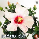 【送料無料】ハイビスカス ピンク 【 花木苗 4号/1個売り 】 ハワイアン Hibiscus アロハ アロアロ 仏桑花 熱帯花木 苗 苗木 花の苗 庭植え
