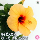 【送料無料】ハイビスカス てぃーだ オレンジアイ 【 花木苗 4号/1個売り 】 ハワイアン Hibiscus アロハ アロアロ 仏桑花 熱帯花木 苗 苗木 花...