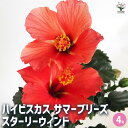 【送料無料】ハイビスカス サマーブリーズ スターリーウィンド 【 花木苗 4号/1個売り 】 ハワイアン Hibiscus アロハ アロアロ 仏桑花 熱帯花木 ...