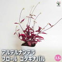 【ポイント2倍★マラソン期間】アルテルナンテラ フロール コタキナバル 【 花苗 3.5号 】 お花の苗 花 生け花 切花 切り花 花木 庭木 庭 庭園 室内 ...