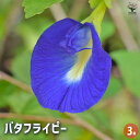 【送料無料】バタフライピー 【 花木苗 3号 】 常緑 低木 オージープランツ 半耐寒性 黒葉 クローバー シンボルツリー 記念樹 花木 苗 苗木