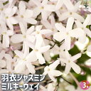 【送料無料】羽衣ジャスミン ミルキーウェイ 【 花木苗 3号 】 花苗 花の苗 ジャスミン 寄植え 地植え 鉢植え 庭植え 庭作り 玄関