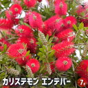 【送料無料】カリステモン エンデバー 【 花木苗 7号/1個売り 】 カリステモン ドーソンリバー ブラシの木 ブラシノキ 金宝樹 キンポウジュ ボトルブラッシ...