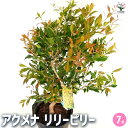 【送料無料】アクメナ リリーピリー 【 花木苗 7号/1個売り 】 オージープランツ 初心者 常緑 低木 オーストラリア シンボルツリー 記念樹 花木 苗 苗木...