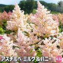 【送料無料】アスチルベ ミルク&ハニー 【 花苗 4.5号 】 花の苗 花木 升麻 ショウマ 泡盛草 アワモリソウ 曙升麻 アケボノショウマ