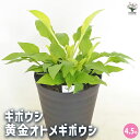 【送料無料】ホスタ(ギボウシ) 黄金オトメギボウシ 【 花木苗 4.5号 】 花苗 宿根草 庭園 草花 擬宝珠 ぎぼうしゅ キジカクシ科 リュウゼツラン亜科 ギ...