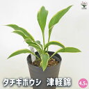 【送料無料】タチギボウシ 黄金のかんざし 津軽錦 【 花木苗 4.5号 】 花苗 宿根草 庭園 草花 擬宝珠 ぎぼうしゅ キジカクシ科 リュウゼツラン亜科 ギボ...