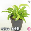 【送料無料】ホスタ(ギボウシ) 黄金錦 【 花木苗 4.5号 】 花苗 宿根草 庭園 草花 擬宝珠 ぎぼうしゅ キジカクシ科 リュウゼツラン亜科 ギボウシ属 多...