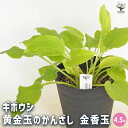 【送料無料】ホスタ(ギボウシ) タマノカンザシ 金香玉 【 花木苗 4.5号 】 花苗 宿根草 庭園 草花 擬宝珠 ぎぼうしゅ キジカクシ科 リュウゼツラン亜科...