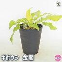【送料無料】ホスタ(ギボウシ) 金閣 【 花木苗 4.5号 】 花苗 宿根草 庭園 草花 擬宝珠 ぎぼうしゅ キジカクシ科 リュウゼツラン亜科 ギボウシ属 多年...
