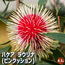 【送料無料】ハケア ラウリナ(ピンクッション) 【 花木苗 4.5号/1個売り 】 オージープランツ オーストラリア植物 Hakea laurina シンボルツ...