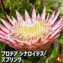 【送料無料】プロテア シナロイデス スプリング 【 花木苗 4号/1個売り 】 美しく彩られた大型の総苞の豪華な花!花持ちがとても良く長い期間楽しめます!