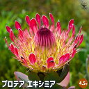 【送料無料】プロテア エキシミア 【 花木苗 4.5号/1個売り 】 美しく彩られた大型の総苞の豪華な花!花持ちがとても良く長い期間楽しめます!