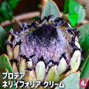 【送料無料】プロテア ネリイフォリア クリーム 【 花木苗 4号/1個売り 】 美しく彩られた大型の総苞の豪華な花!花持ちがとても良く長い期間楽しめます!