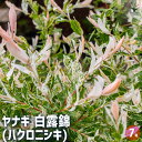 【送料無料】ヤナギ 白露錦(ハクロニシキ) 【 花木苗 7号/1個売り 】 シンボルツリー 記念樹 花木 苗 苗木 花の苗 庭植え 地植え 鉢植え ベランダ ガ...
