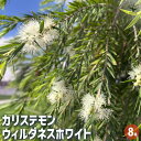 【送料無料】カリステモン ウィルダネスホワイト 【 花木苗 8号/1個売り 】 カリステモン ドーソンリバー ブラシの木 ブラシノキ 金宝樹 キンポウジュ ボト...