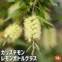 【送料無料】カリステモン レモンボトルグラス 【 花木苗 10号/1個売り 】 カリステモン ドーソンリバー ブラシの木 ブラシノキ 金宝樹 キンポウジュ ボト...