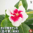 【送料無料】カップ咲きビンカ(日々草) MIKI 【 花苗 3号 】 お花の苗 花 生け花 切花 切り花 花木 庭木 庭 庭園 室内 鉢植え 育てやすい 寄せ植え ガーデニング 玄関