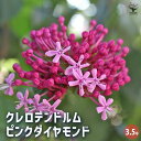 【送料無料】クレロデンドルム ピンクダイヤモンド 【 花木苗 3.5号 】 花苗 花の苗 クレロデンドルム 寄植え 地植え 鉢植え 庭植え 庭作り 玄関