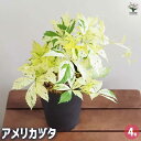 【送料無料】アメリカヅタ 【 花木苗 4号 】 カラーリーフ 花の苗 つる性 ツル性