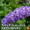 【送料無料】ブッドレア バタフライキャンディー スイートハート 【 花木苗 3号 】 花苗 花の苗 ブッドレア ブットレア 鉢植え 地植え お祝い 育て方 育て...