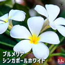 【送料無料】プルメリア苗木 シンガポールホワイト 【 花木苗 3.5号 】 花木 花木の苗 花の苗 インディアン・ジャスミン ハイワイアンレイフラワー